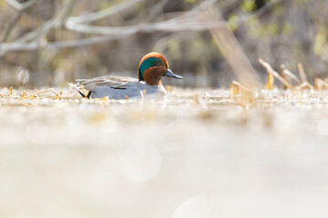 Male green-winged teal (Anas carolinensis) in spring
