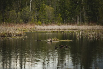 Naklejka na ściany i meble A Canadian Goose at Frink Conservation Area in Ontario, Canada. Nature and wildlife in North America.