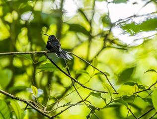 A view of a female Violet Sabrewing Hummingbird on a branch in the cloud forest in Monteverde, Costa Rica in the dry season