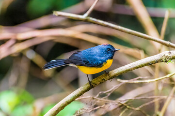 A Slate throated redstart on a branch in the cloud forest in Monteverde, Costa Rica in the dry season