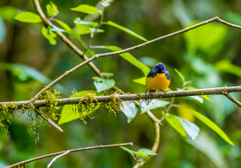 A view of the Slate throated redstart on a branch in the cloud forest in Monteverde, Costa Rica in the dry season