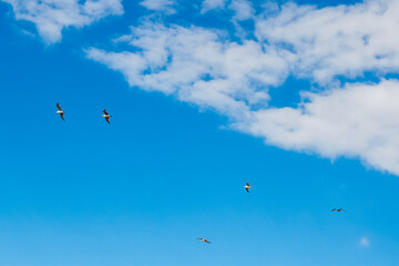 Vol de Goélands dans le ciel de Charente-Maritime