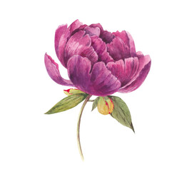 A big peony painted in watercolour isolated on the white background