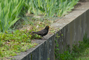 Male eurasian blackbird (Turdus merula) sitting on stone wall in Zurich, Switzerland