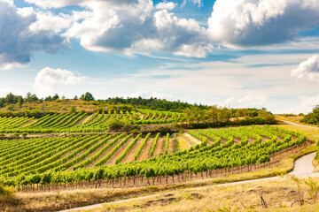 Fototapeta na wymiar landscape with vineyards near Retz, Lower Austria, Austria