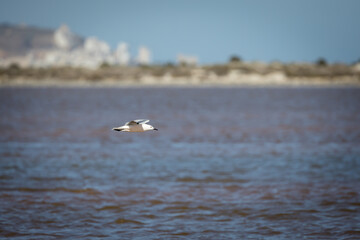 bird flying over the water