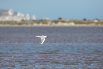 seagull flying over the water