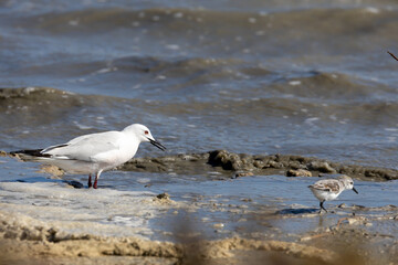 seagull and little bird in the seashore