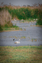 black and white famenco in a wetland