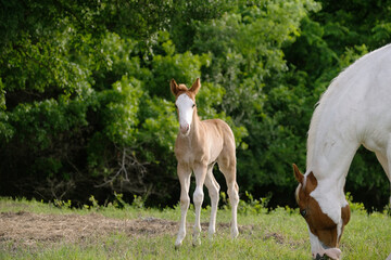 Bald face colt foal horse during Texas spring on ranch.