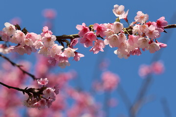 cherry blossom