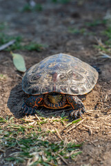 Imágen vertical de un Mauremys leprosa, o galápago en la orilla del río Guadiana en Badajoz.