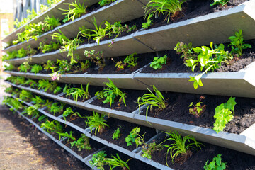 Green  facade garden for climate adaptation. Vertical Garden for sustainable cities. Living wall for stimulating biodiversity. Urban greening. Groene gevel. Green wall garden.