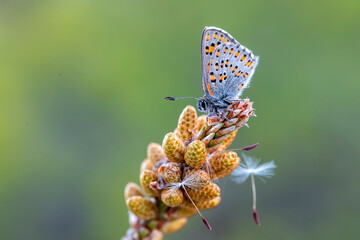 Akbes Weasel butterfly on plant - Tomares nesimachus