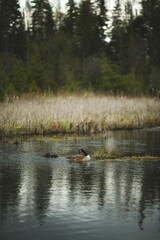 A Canadian Goose at Frink Conservation Area in Ontario, Canada. Nature and wildlife in North America.
