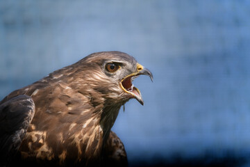 Portrait of buzzard with wide open beak