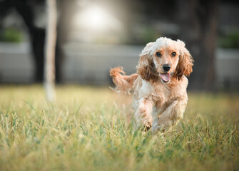 Run free little one. Full length shot of an adorable little Cocker Spaniel running outside.