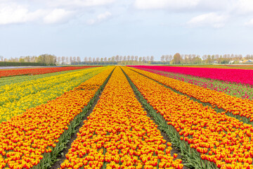 Tulpen in Holland