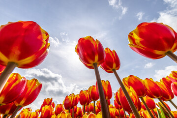 Obraz premium Tulpen in Holland