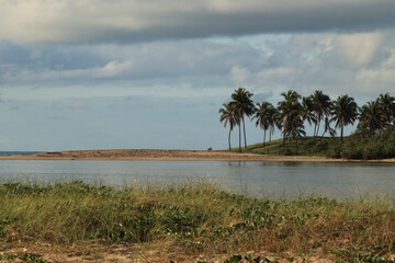 trees on the beach