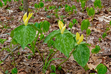 Yellow trillium’s in a forest