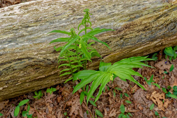 Solomon's seal with flowers in a forest