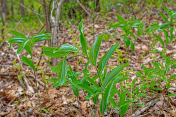 Solomon's seal ready to bloom