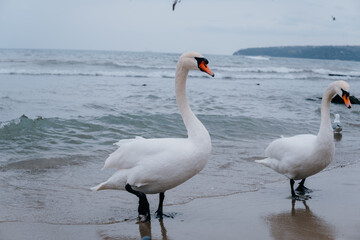 Swan on the beach
