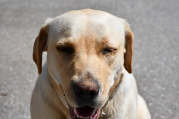 golden retriever puppy
