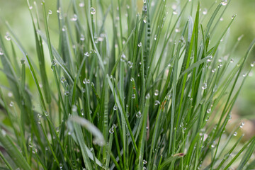 dew on grass