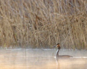 Great Crested Grebe (Podiceps cristatus), Southern Bohemia, Czech Republic