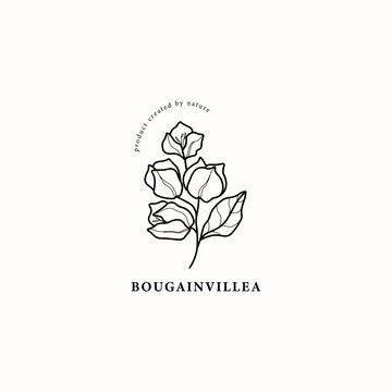 Line art bougainvillea flower illustration