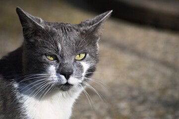 portrait of a gray cat