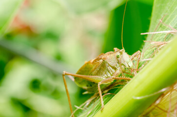 Green Locust on corn. Pests.
