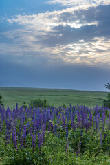 summer meadow with purple flowers in the Czech Republic