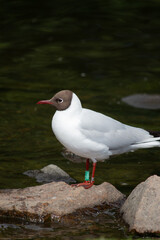 A banded black headed gull (Chroicocephalus Ridibundus) in summer plumage, standing on a rock by a lake