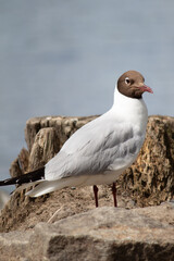 Close-up of a black headed gull (Chroicocephalus Ridibundus) in summer plumage, standing on rocks by a lake