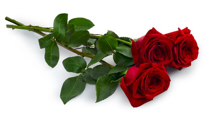 Bouquet of red roses with a shadow lies on a white background