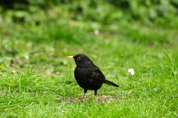 Solitary male Blackbird on a lawn