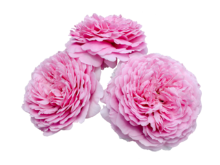 Beautiful bouquet of pale pink roses isolated on transparent background. Detail for creating a collage