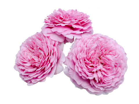 Beautiful bouquet of pale pink roses isolated on transparent background. Detail for creating a collage