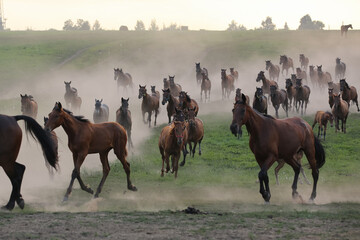 A herd of horses in a field runs in the dust at sunset	