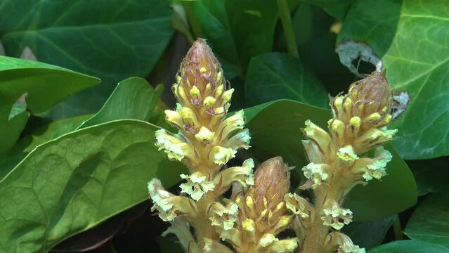 The ivy broomrape (Orobanche hederae) growth weed, ivy.