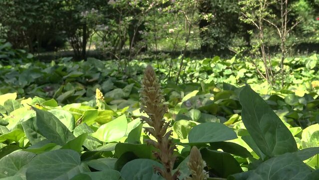 The ivy broomrape (Orobanche hederae) growth weed, ivy.