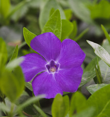 angiosperms, apocynaceae, asterids, bloom, blooming, blossom, blossoming, botanic, botanical,...