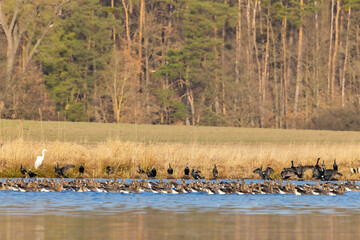 Great Goose, (Anser anser), Southern Bohemia, Czech Republic