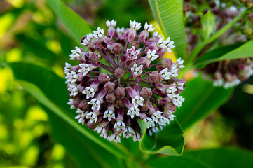 Flower of the plant asclepias syriaca of the apocynaceae family.