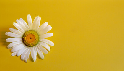 Fototapeta na wymiar flowers on a yellow background
