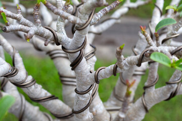 Fototapeta na wymiar Adenium branches Wiring, Beautiful Adenium Bonsai