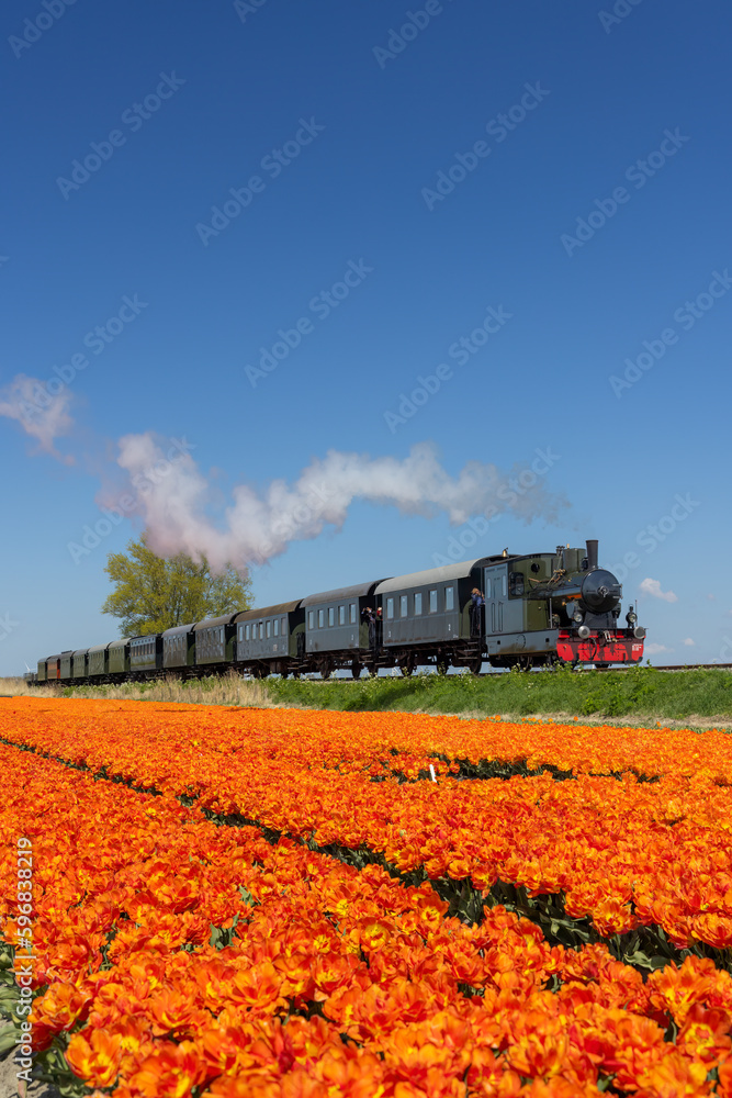 Wall mural steam train with tulip field, hoorn - medemblik, noord holland, netherlands